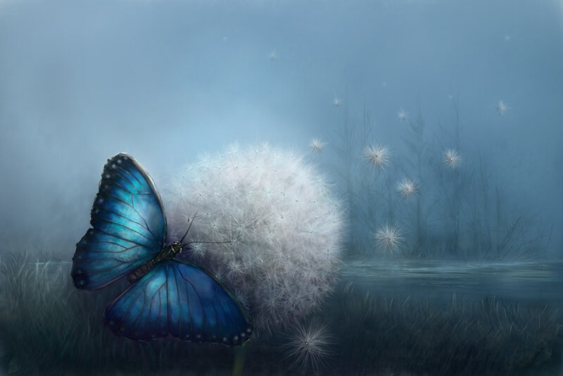 Blue butterfly on dandelion