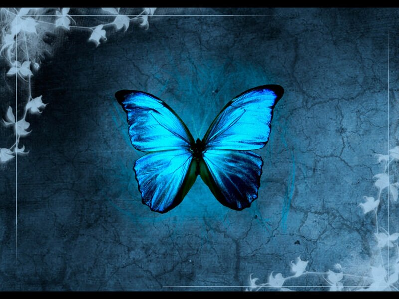 blue butterfly on dark background