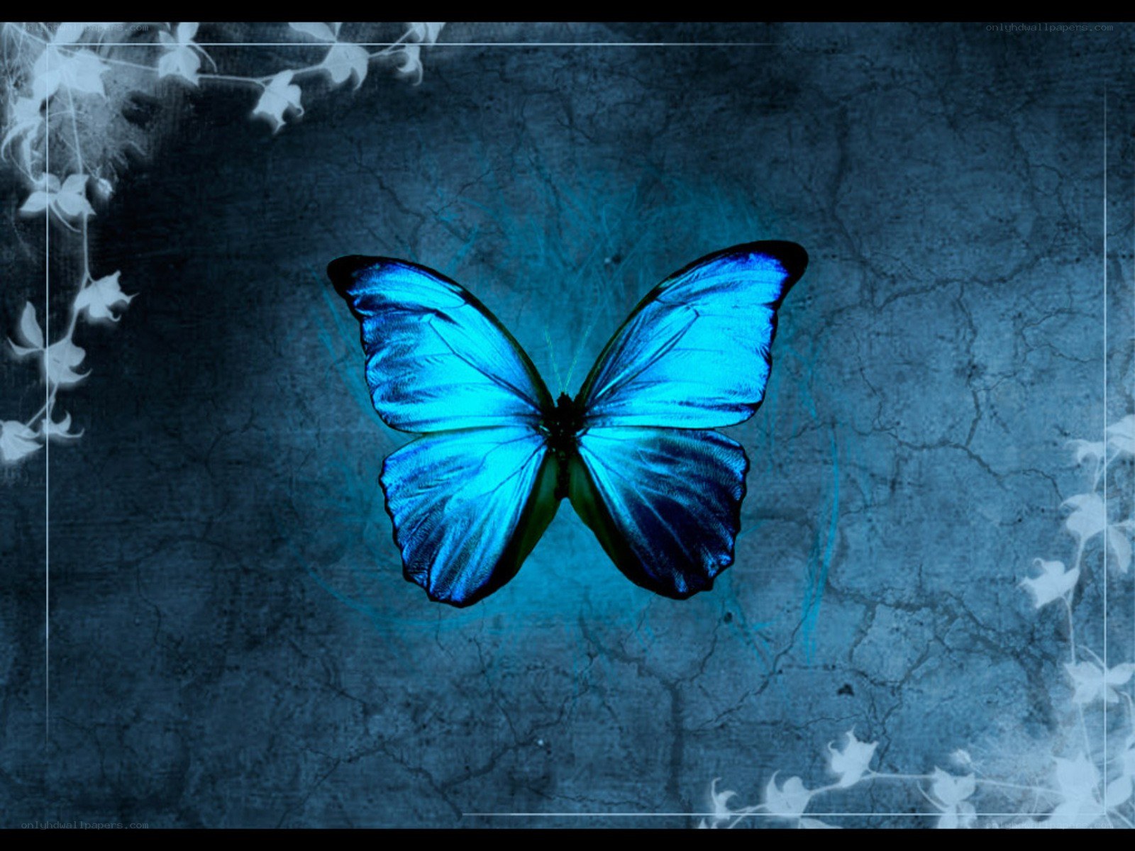blue butterfly on dark background