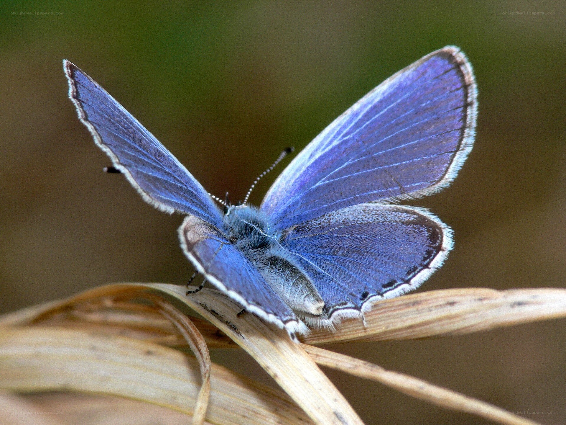 blue butterfly on dry grass
