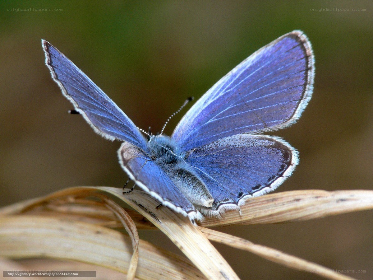 blue butterfly on dry grass