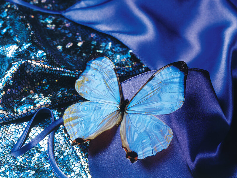 Blue butterfly on fabric