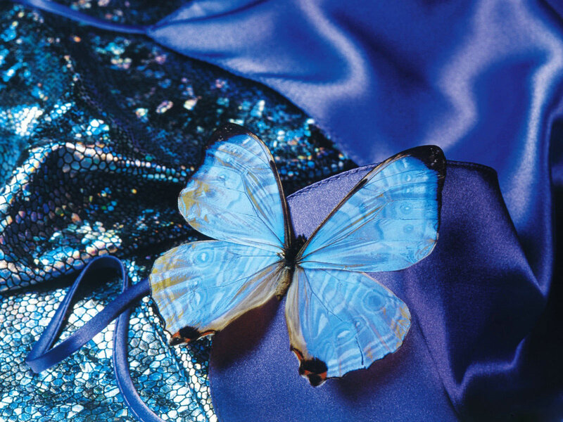Blue butterfly on fabric