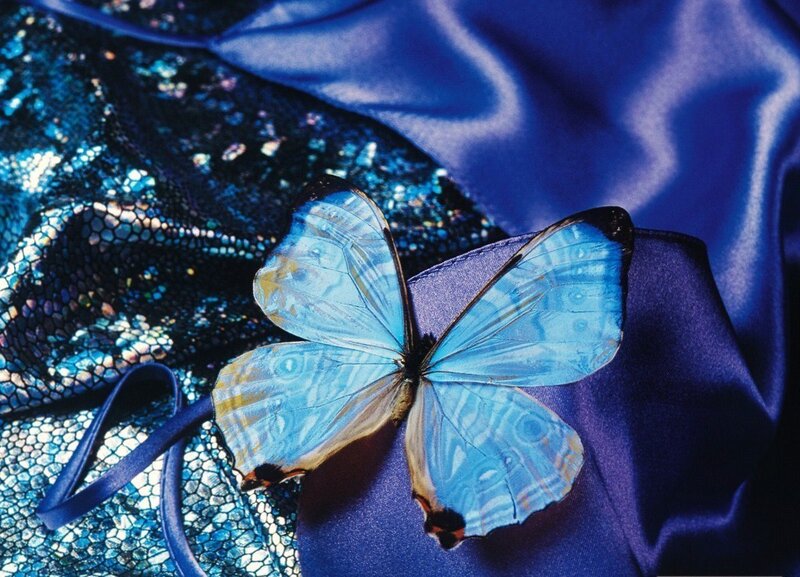 Blue butterfly on fabric