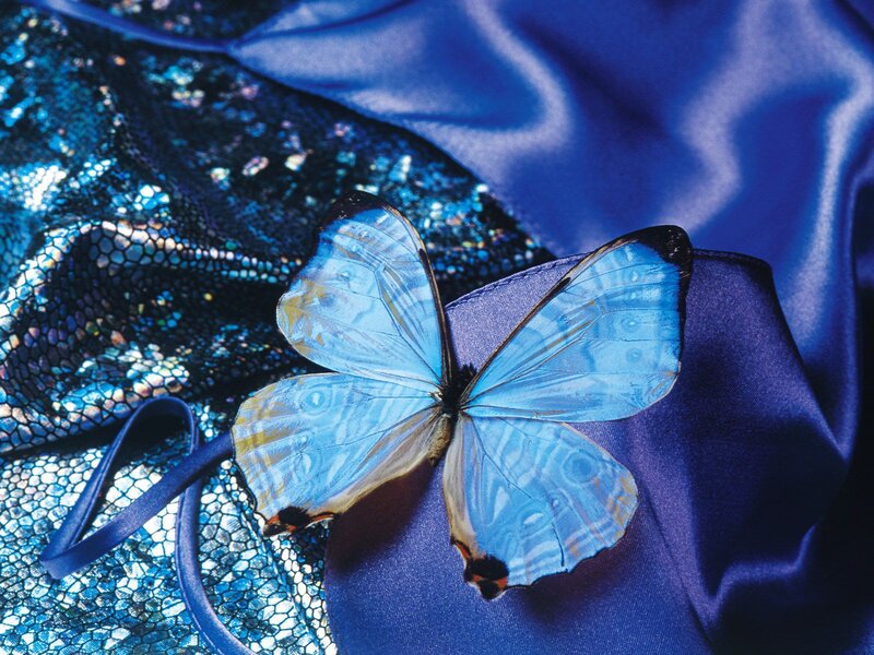 Blue Butterfly on Fabric — Serene