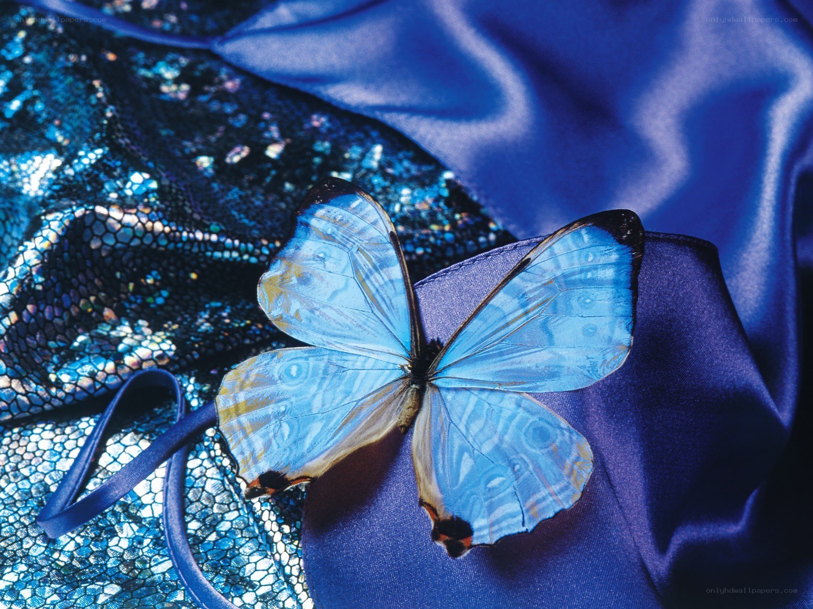 Blue butterfly on fabric