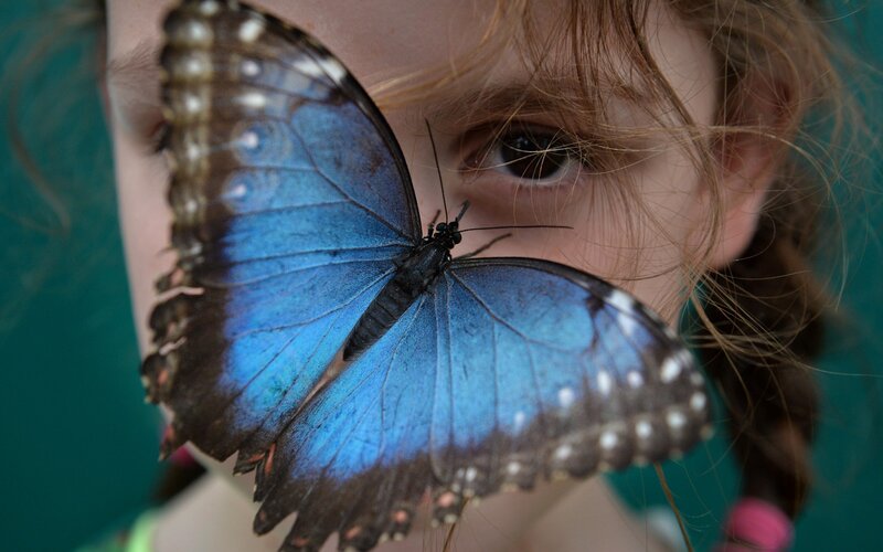 Blue Butterfly on Face