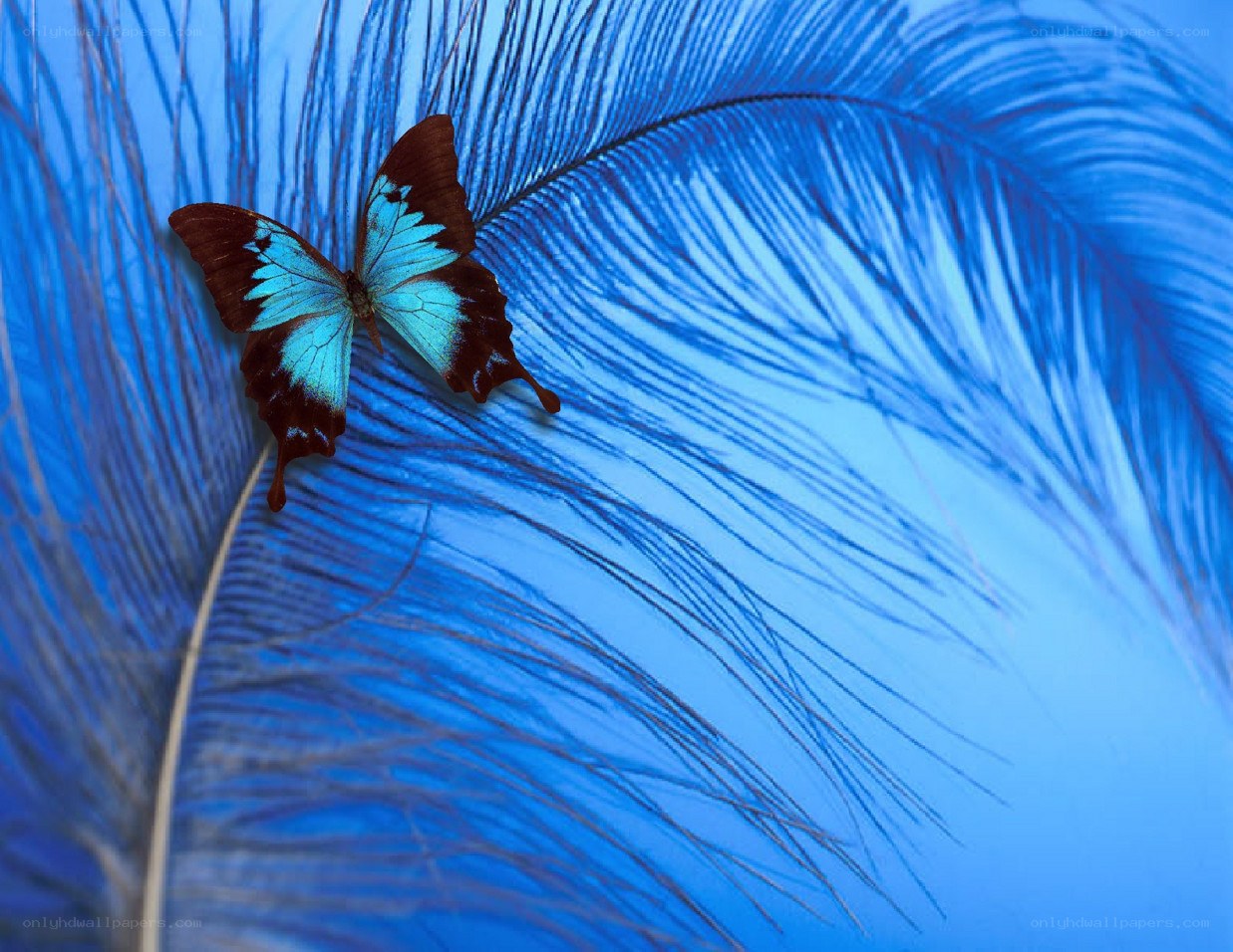 blue butterfly on feather