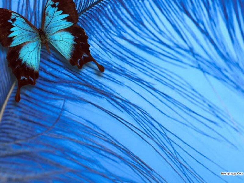 Blue Butterfly on Feather — Serene, Photograph