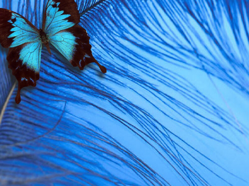 Blue Butterfly on Feather — Serene