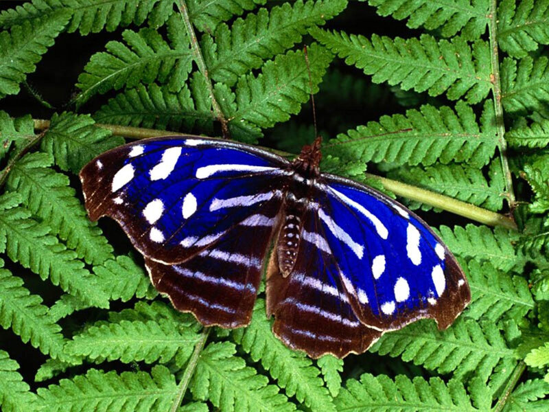 blue butterfly on fern leaf