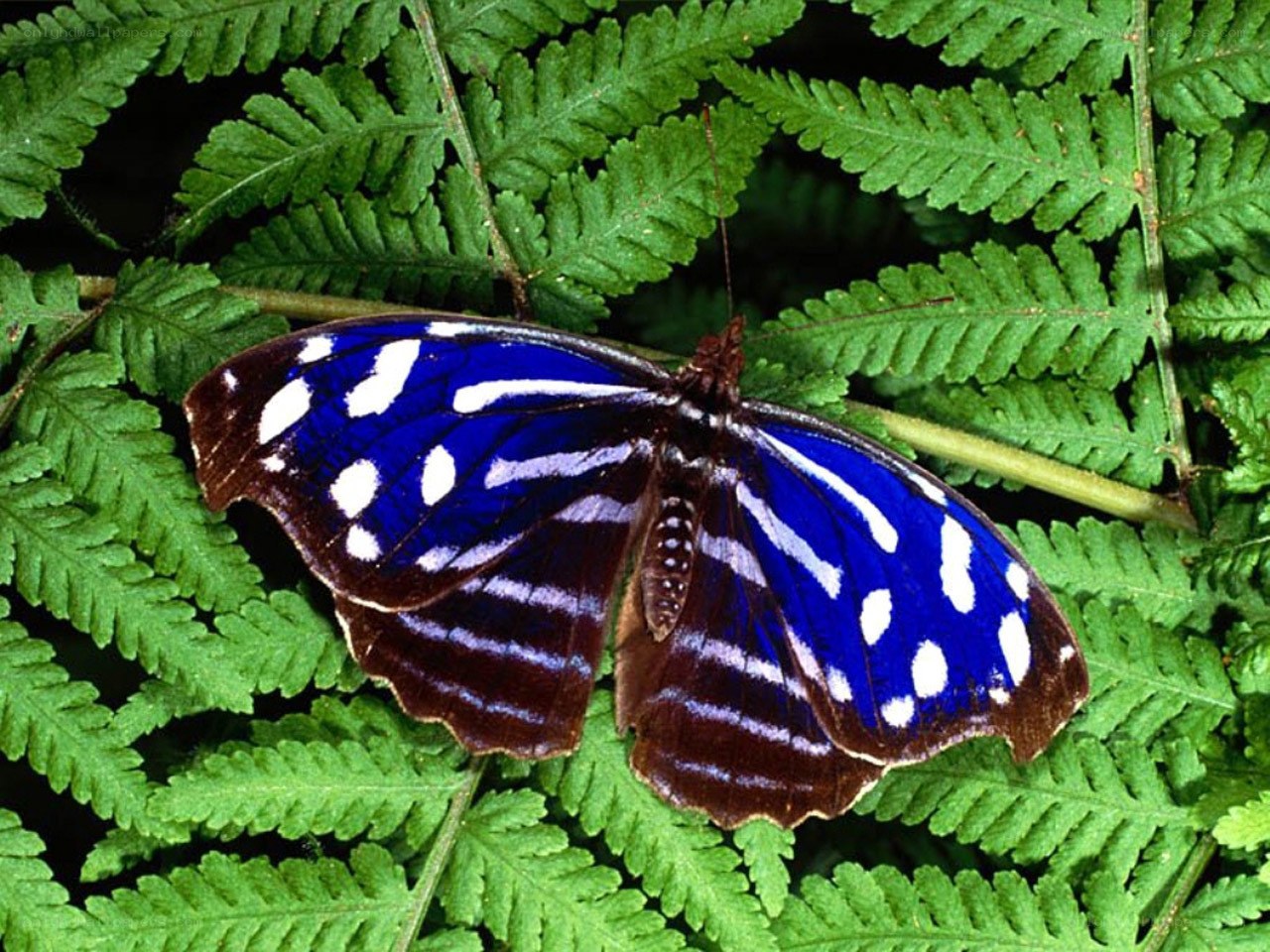 blue butterfly on fern leaf