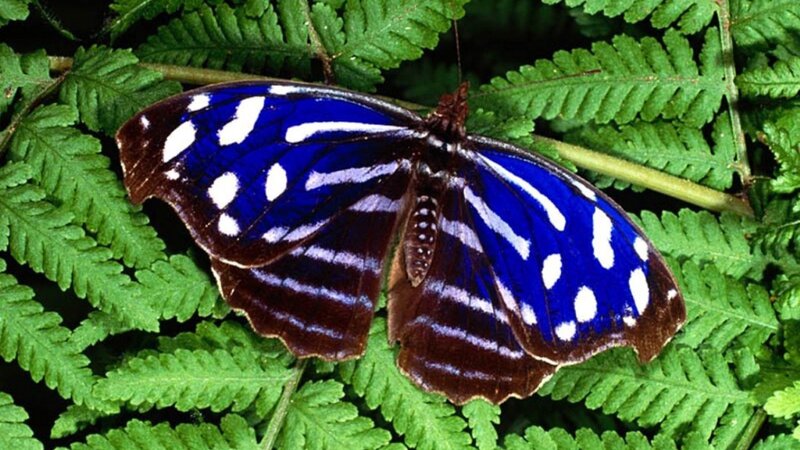 blue butterfly on fern