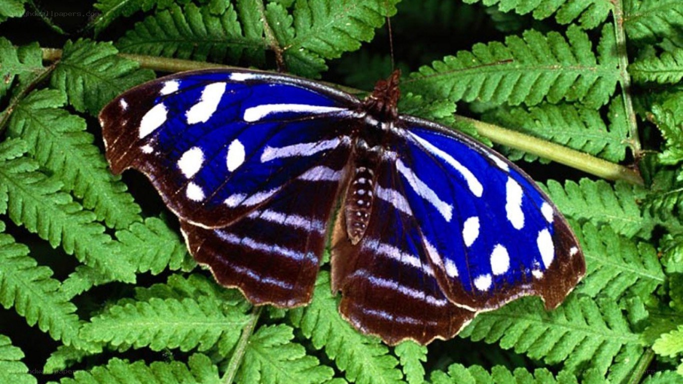 blue butterfly on fern