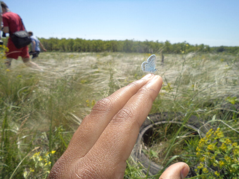 Blue Butterfly on Finger