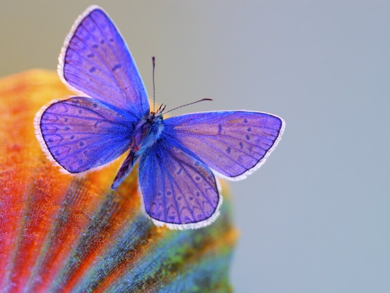 blue butterfly on flower