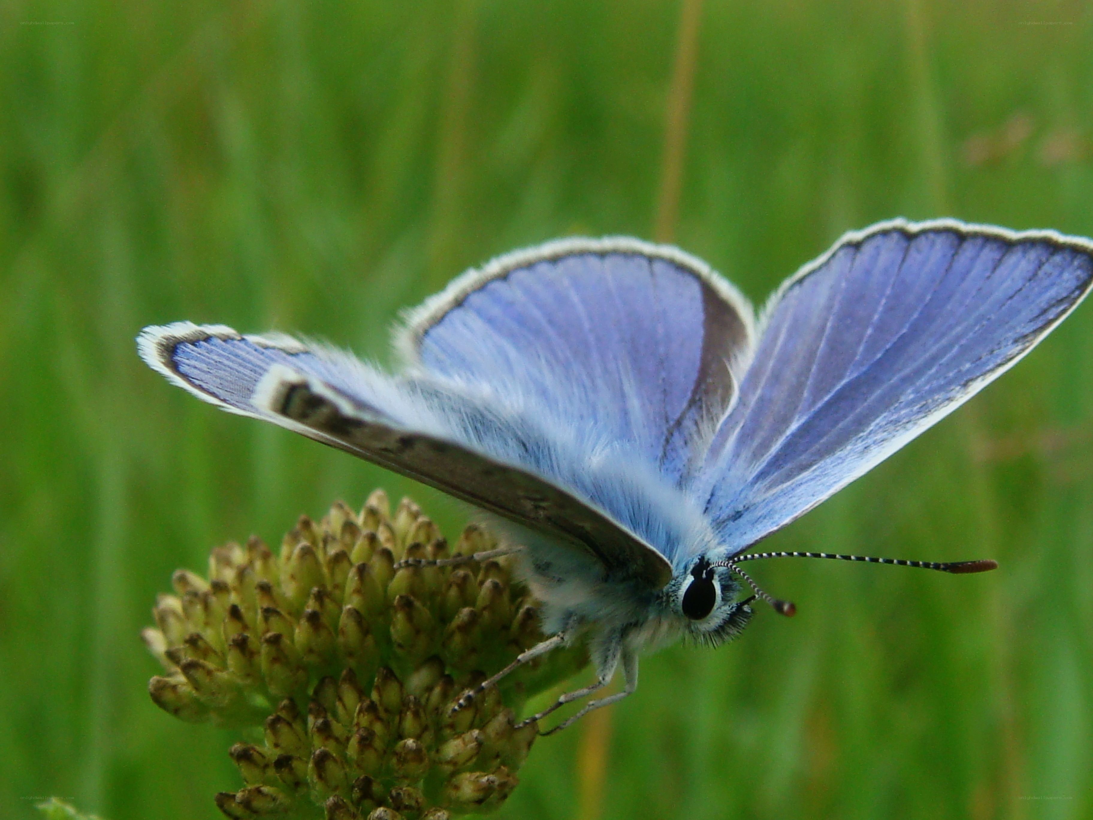 blue butterfly on flower