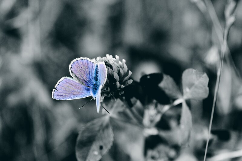 blue butterfly on flower