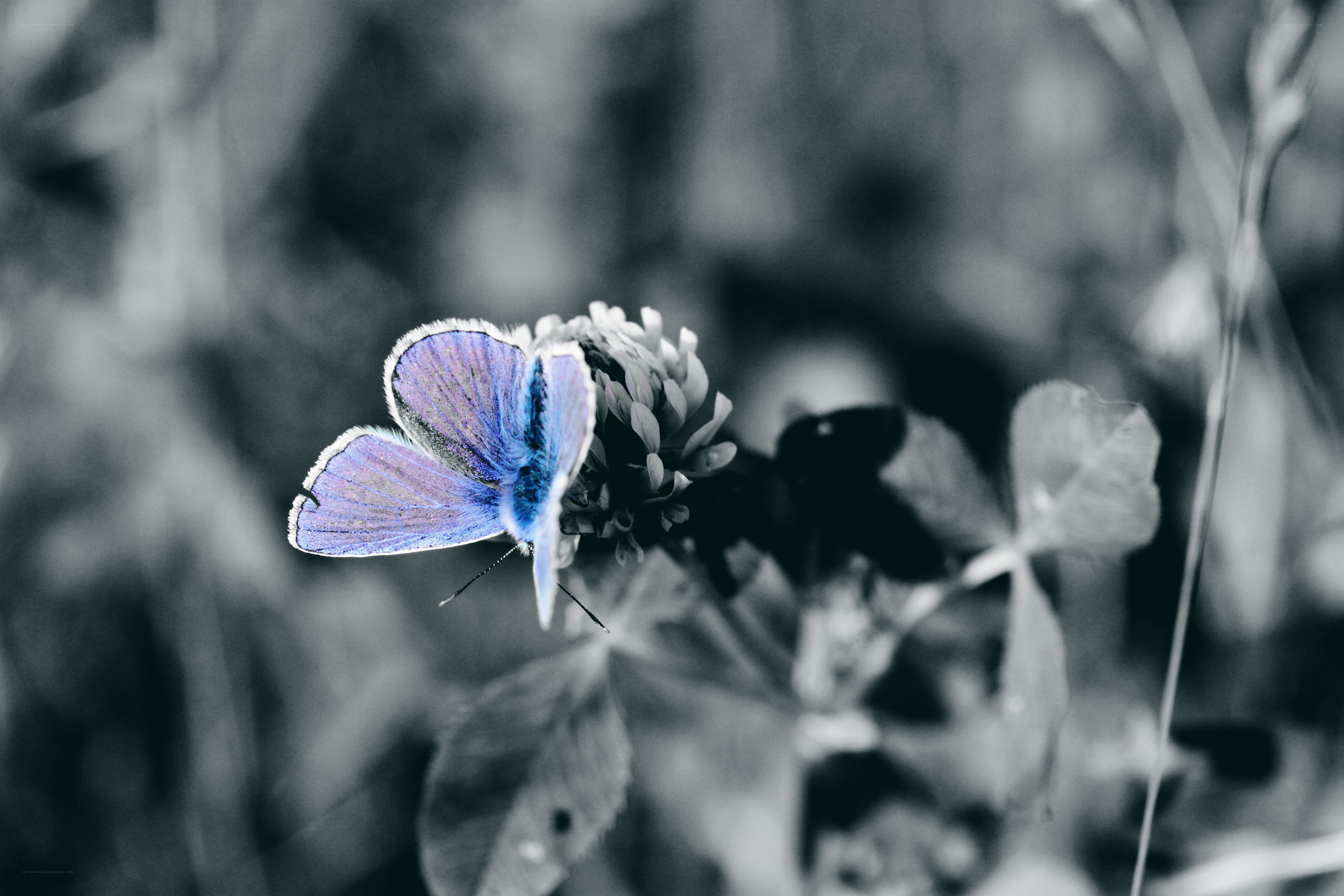 blue butterfly on flower