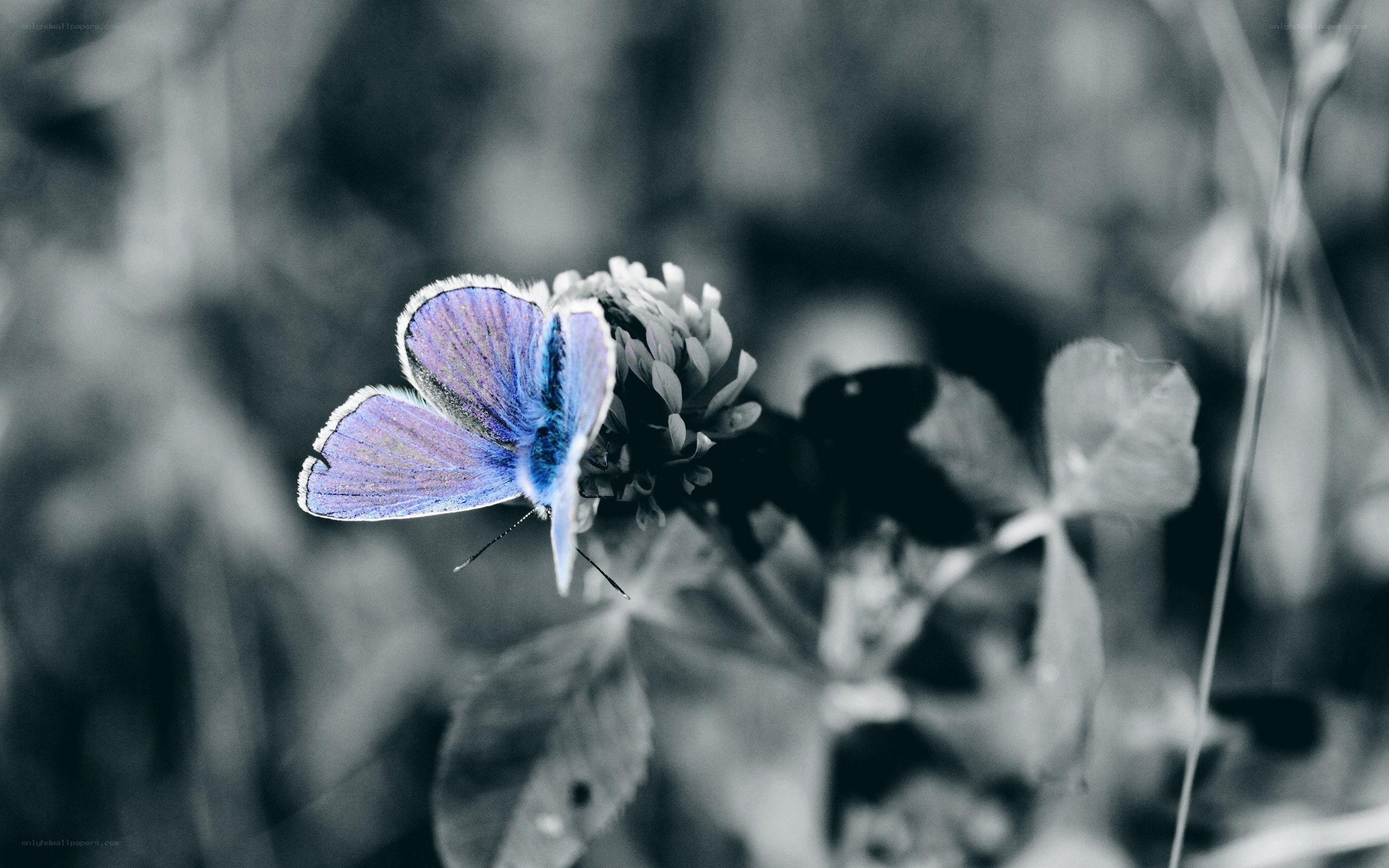blue butterfly on flower