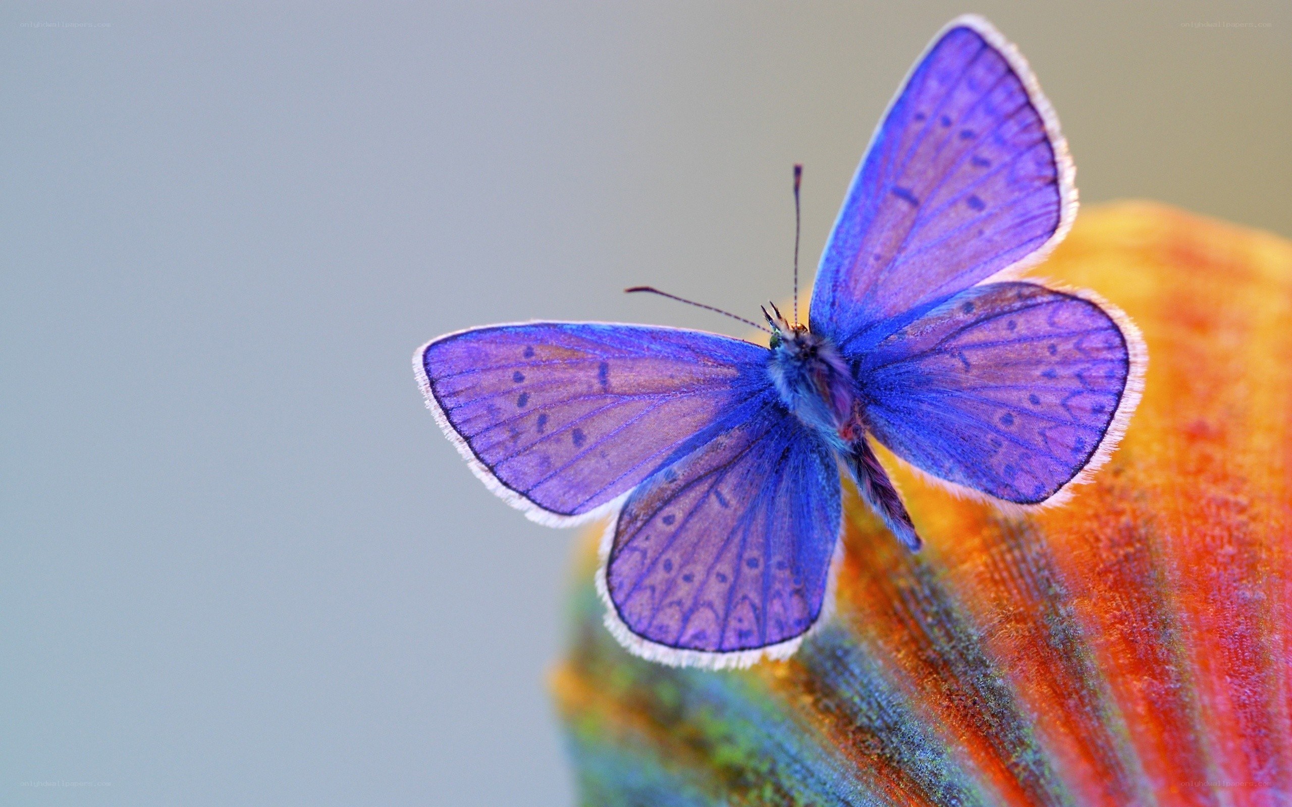 blue butterfly on flower