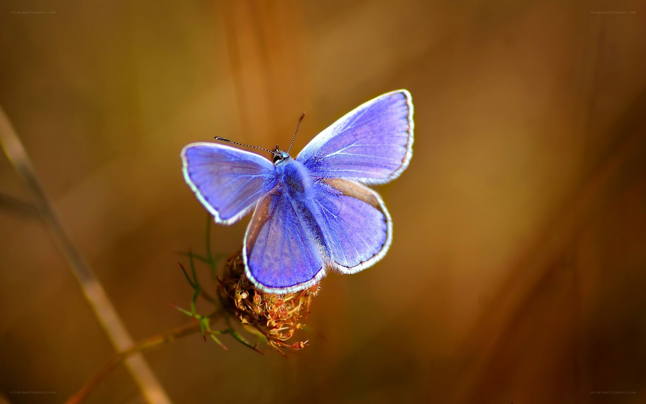 blue butterfly on flower
