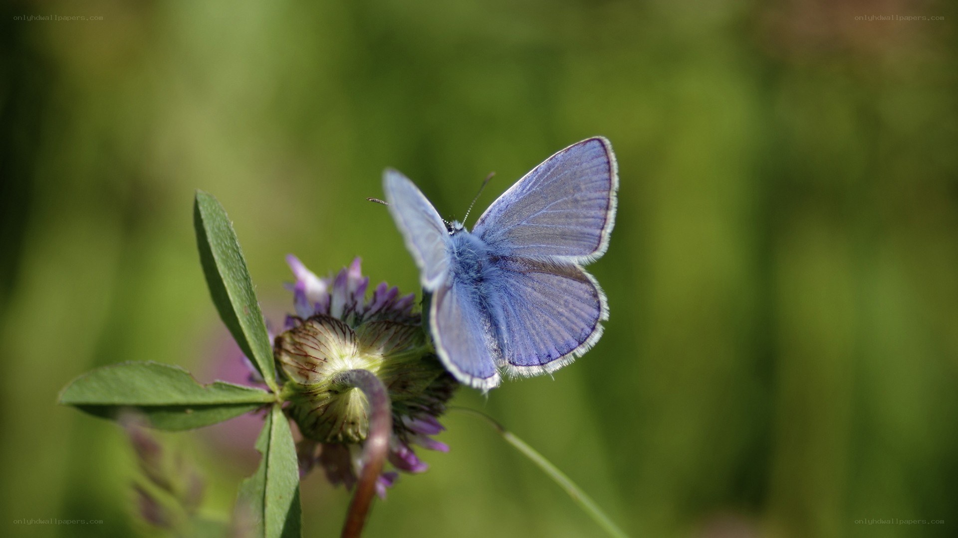 blue butterfly on flower