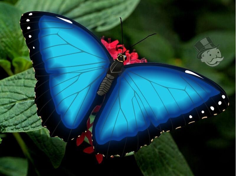 blue butterfly on flower