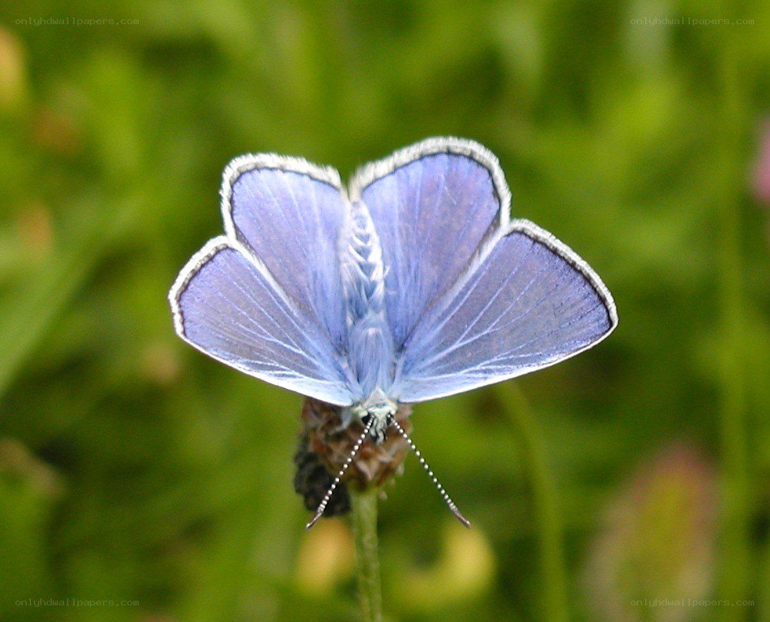 blue butterfly on flower