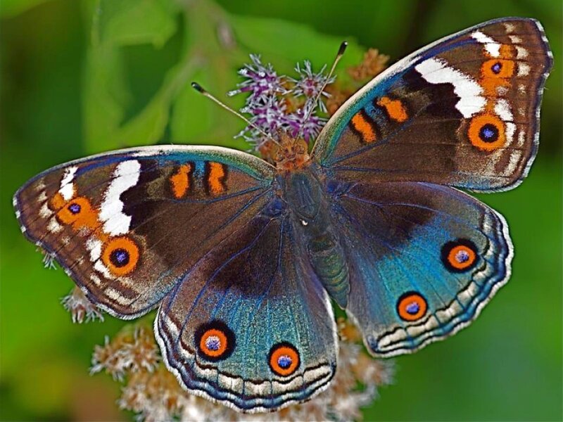 blue butterfly on flower