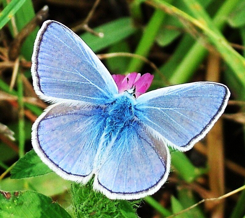 blue butterfly on flower