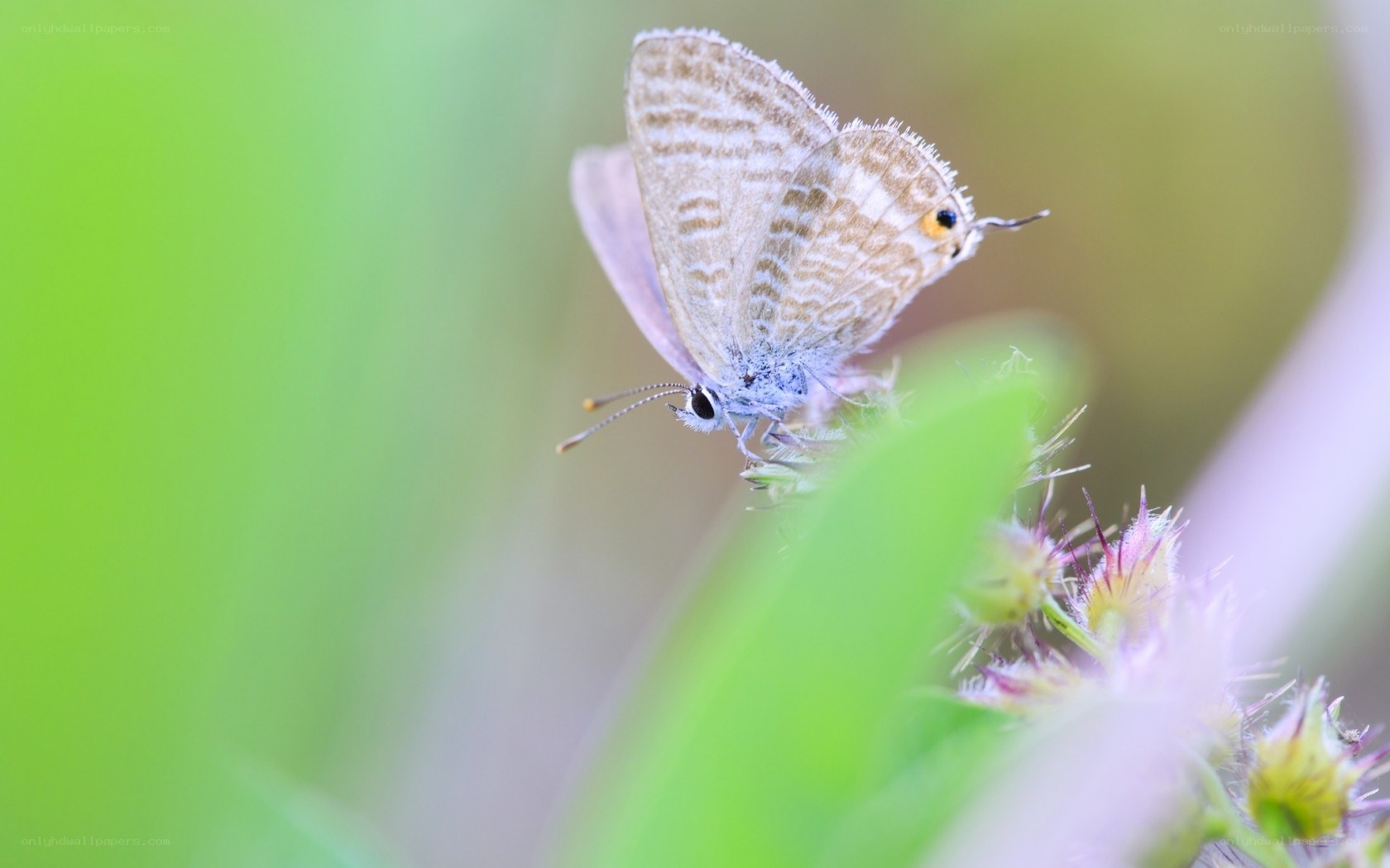 blue butterfly on flower