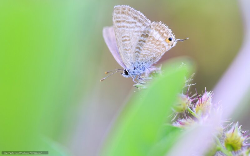 blue butterfly on flower