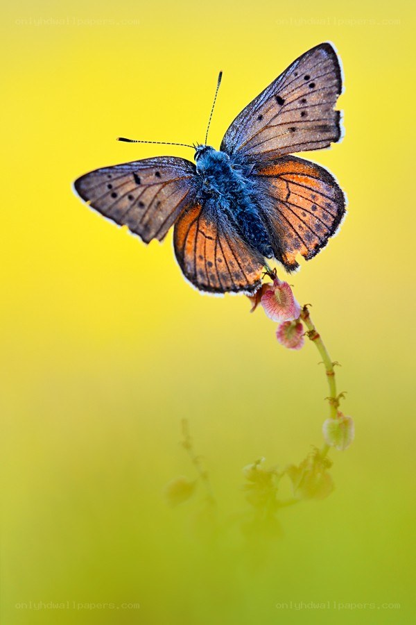 blue butterfly on flower
