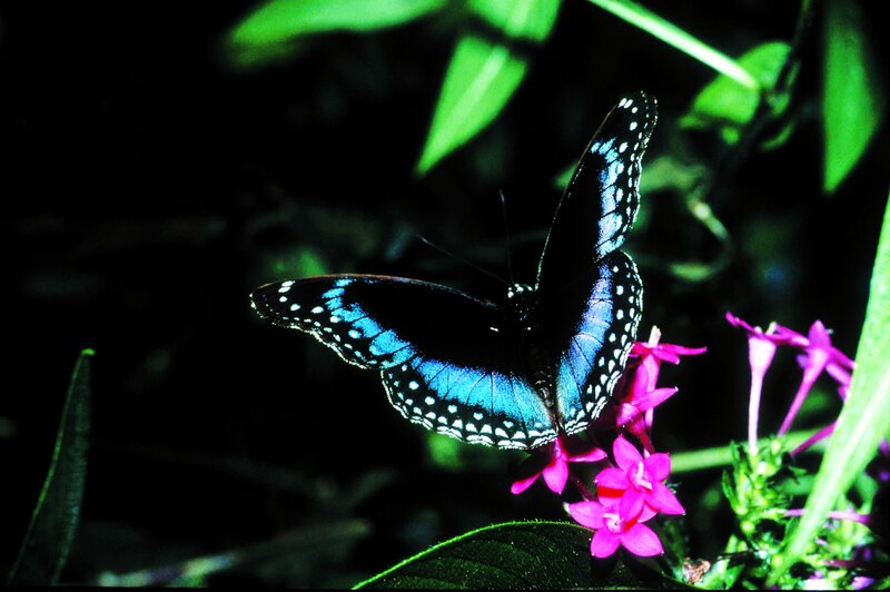 Blue Butterfly on Flower — Black