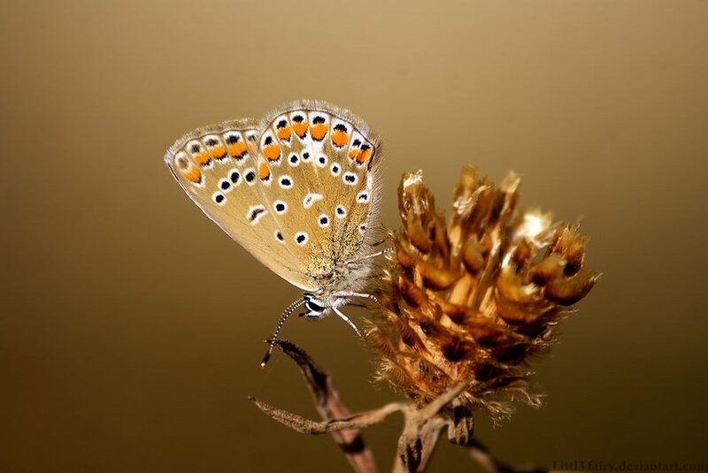 Blue Butterfly on Flower — Brown, Calm