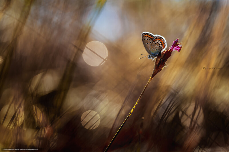 Blue Butterfly on Flower — Brown, Serene