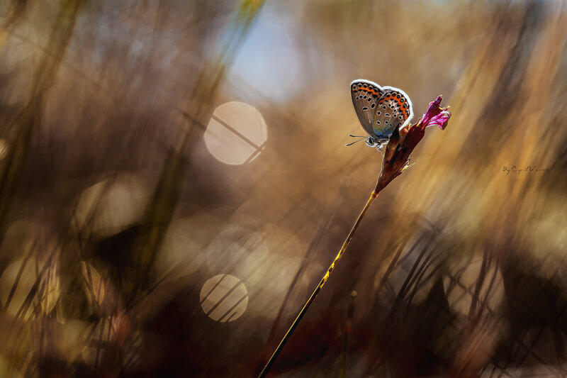 Blue Butterfly on Flower — Brown