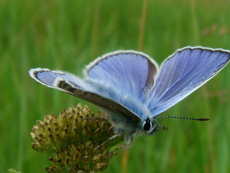 Blue Butterfly on Flower — Calm, Afternoon, Photograph, Grass, Green