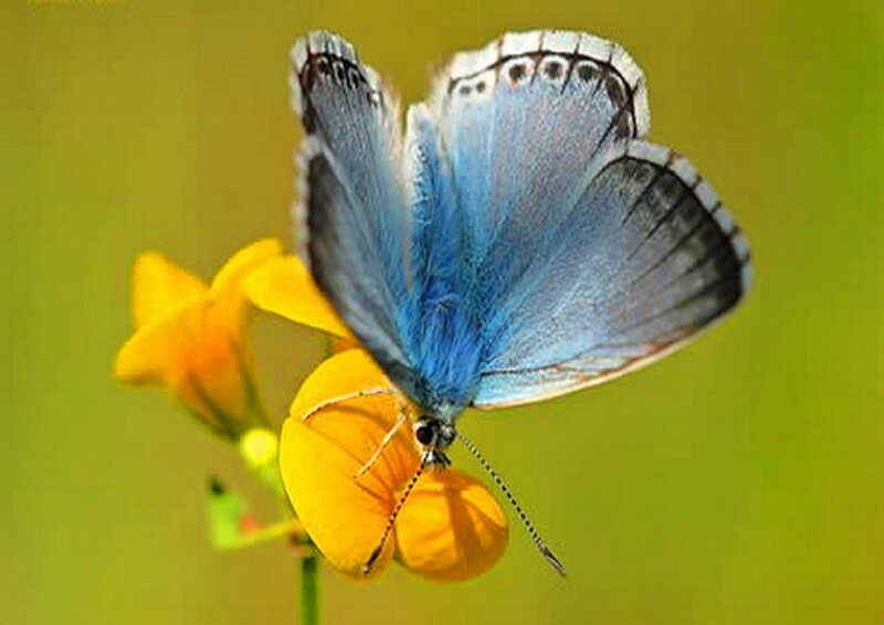 Blue Butterfly on Flower — Calm, Afternoon, Photograph, Green Background
