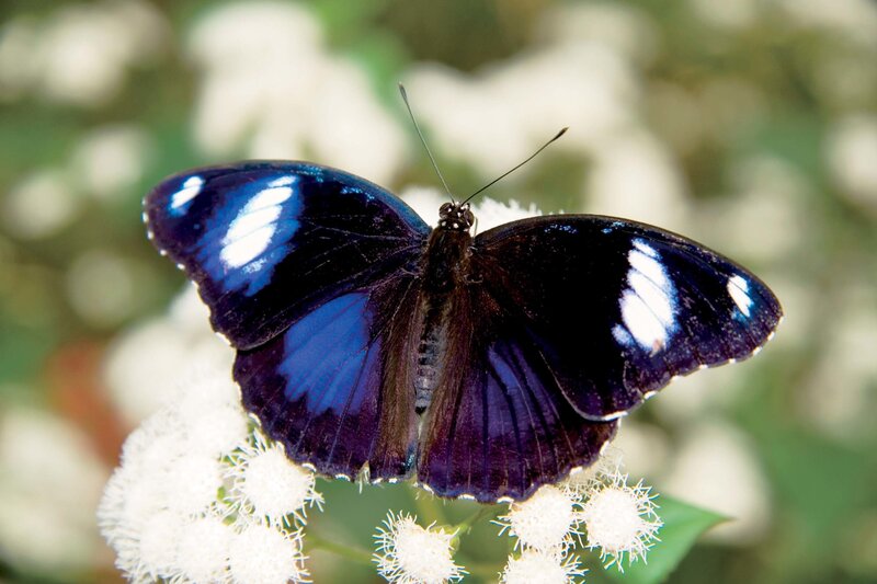 Blue Butterfly on Flower — Calm, Afternoon, Photograph, Greenery