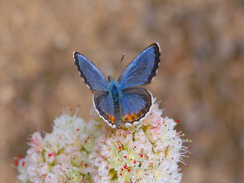 Blue Butterfly on Flower — Calm, Afternoon, Photograph, Insect