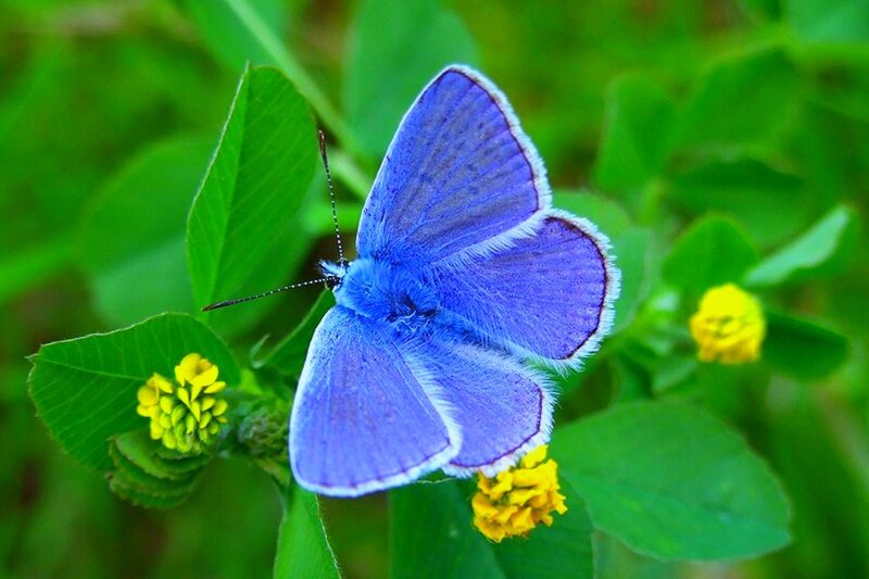 Blue Butterfly on Flower — Calm, Afternoon, Photograph, Leaf, Plant