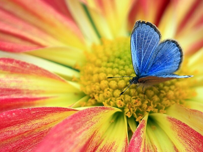 Blue Butterfly on Flower — Calm, Afternoon, Photograph, Petals