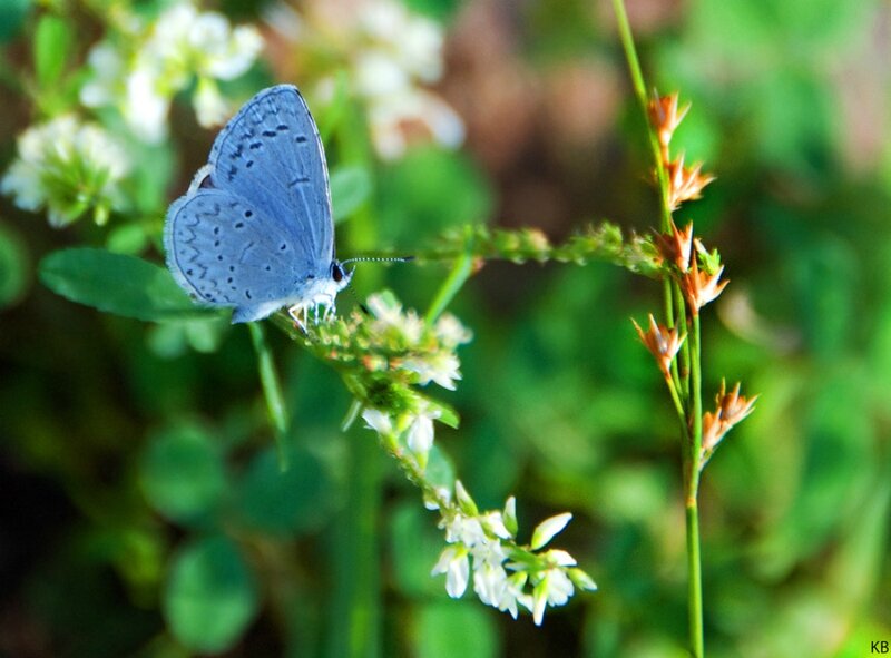 Blue Butterfly on Flower — Calm, Afternoon, Photograph, Plant, Greenery