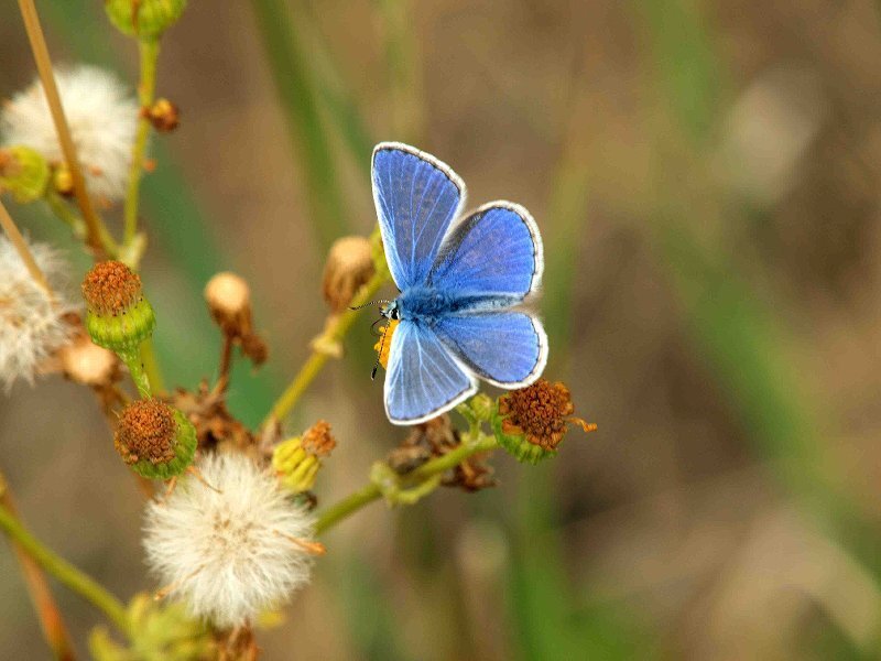 Blue Butterfly on Flower — Calm, Afternoon, Photograph, Plant