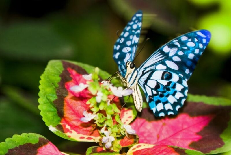 Blue Butterfly on Flower — Calm, Photograph, Leaf