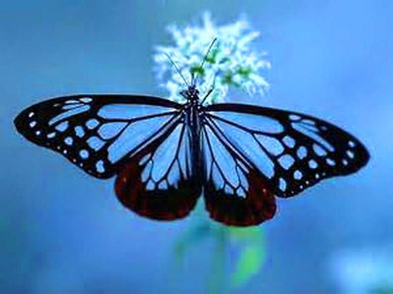 Blue Butterfly on Flower — Calm, Photograph, Stem