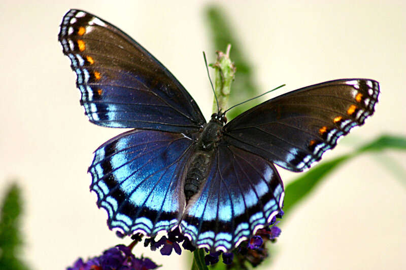 Blue Butterfly on Flower — Calm, Photograph