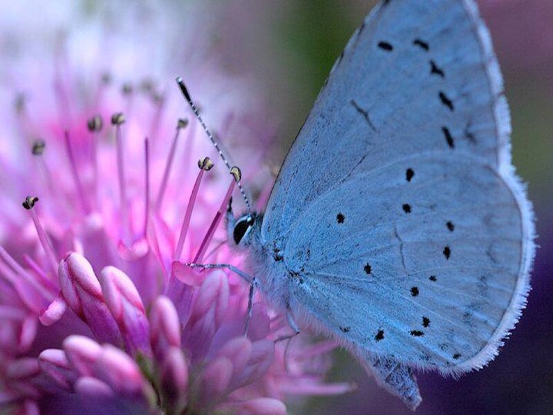 Blue Butterfly on Flower — Calm, Spring, Photograph
